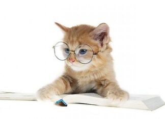 Actitudes De Los Gatos