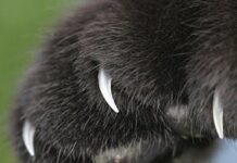 Las Uñas De Los Gatos