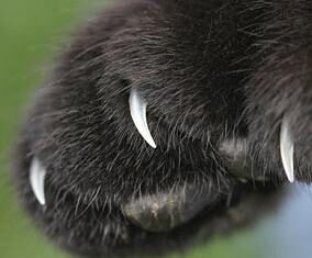 Las Uñas De Los Gatos