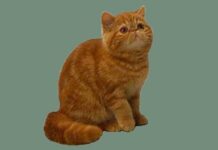 Exótico de pelo corto