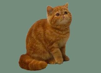 Exótico de pelo corto