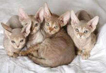 Devon rex