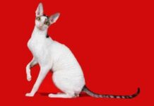 Cornish rex