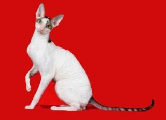 Cornish rex