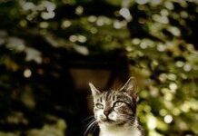 Los Gatos y la belleza