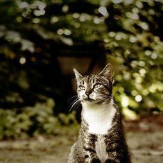 Los Gatos y la belleza