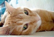 Vacunas en los gatos