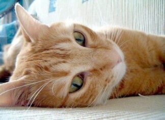 Vacunas en los gatos