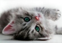 Problemas En La Salud Del Gato