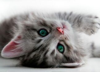 Problemas En La Salud Del Gato