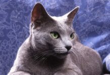 Gato Azul Ruso