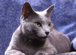 Gato Azul Ruso