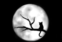 Mitos Del Gato Negro