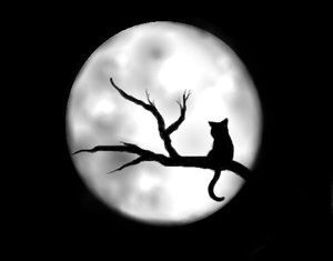 Mitos Del Gato Negro