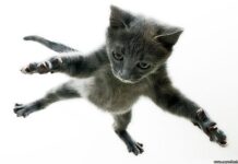 Gatos en paracaídas