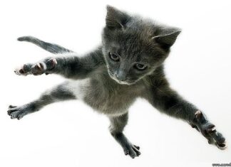 Gatos en paracaídas