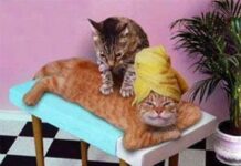 Masajes a los gatos
