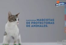 Perros y Gatos actores en favor de las Mascotas sin Hogar