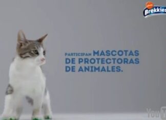 Perros y Gatos actores en favor de las Mascotas sin Hogar