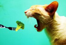Alimentos naturales para tu gato