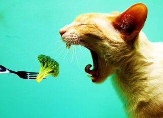Alimentos naturales para tu gato