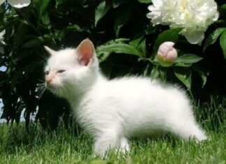 Adoptar a un gato como mascota