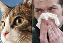 Alergia a los animales