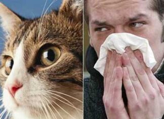 Alergia a los animales
