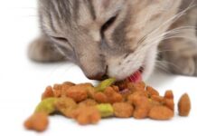 Alimentos industriales para gatos