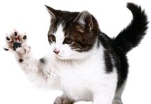 El curioso carácter de los gatos