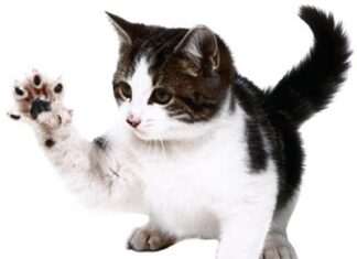 El curioso carácter de los gatos