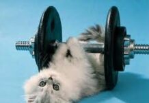 Los gatos también hacen deporte