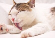 Algunos odian a los gatos