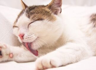 Algunos odian a los gatos