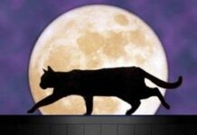 Los gatos y las supersticiones