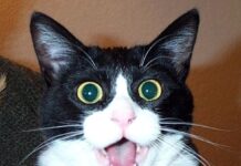 Expresiones del gato