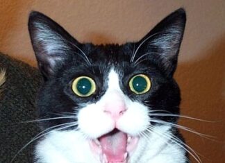 Expresiones del gato