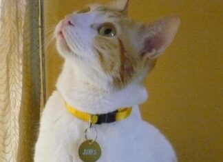 Miau entre los gatos