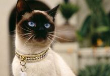 Programa de higiene del gato