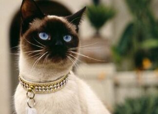 Programa de higiene del gato