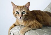 Europeo de pelo corto