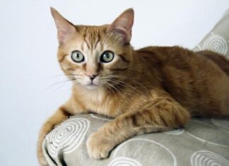 Europeo de pelo corto