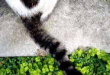 La cola de los gatos