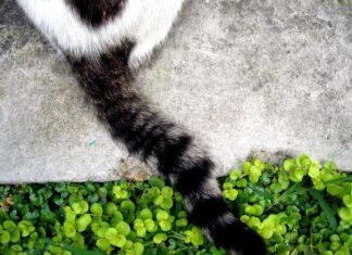 La cola de los gatos