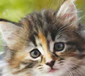 Bienestar para tu gato