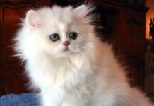 El original gato persa