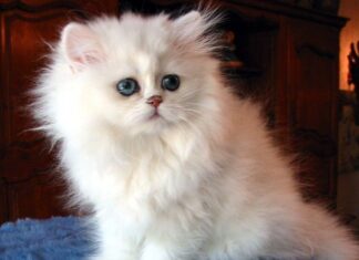 Curiosidades de los Gatos.