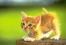 Educación, la base de convivencia para el gato