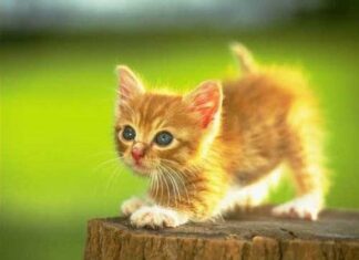 Educación, la base de convivencia para el gato