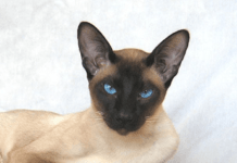 Diversos colores del gato siamés